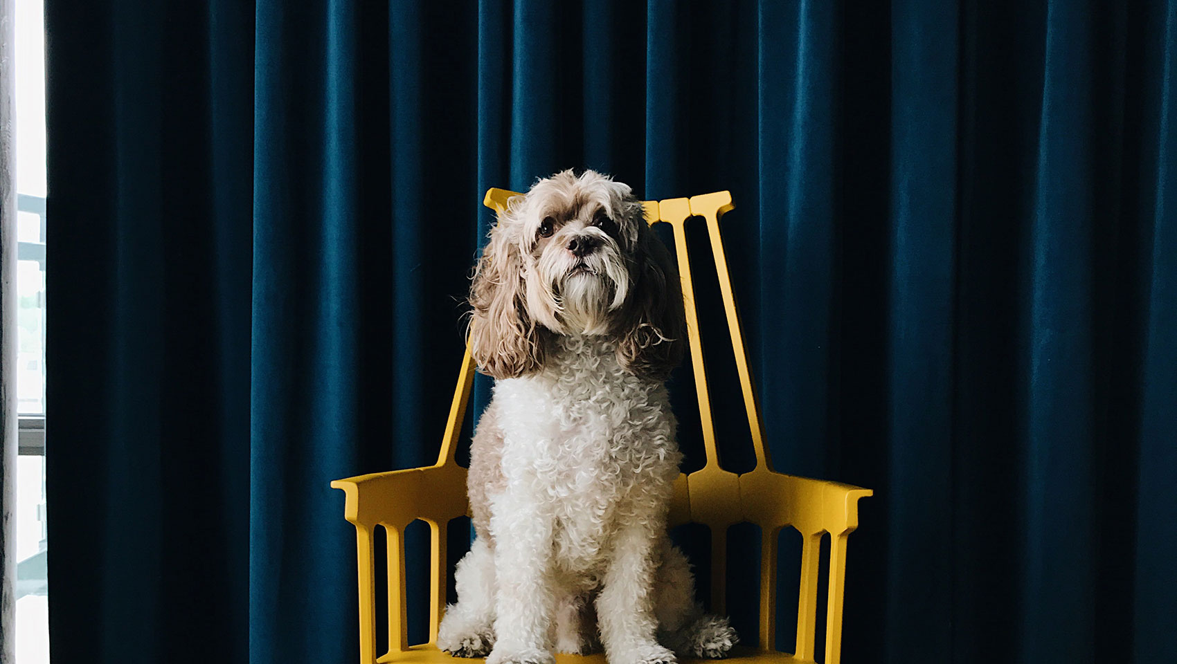 Dog on chair