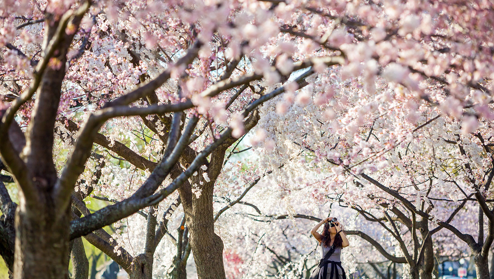 DC Cherry Blossoms