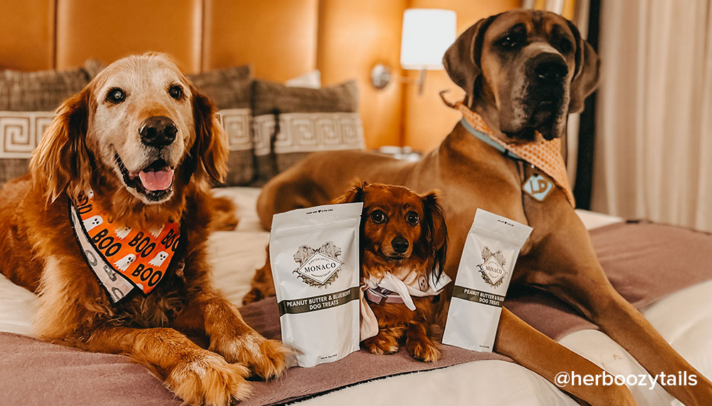 three dogs sitting on a hotel bed