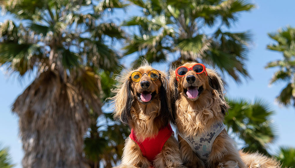dogs in front of palm trees