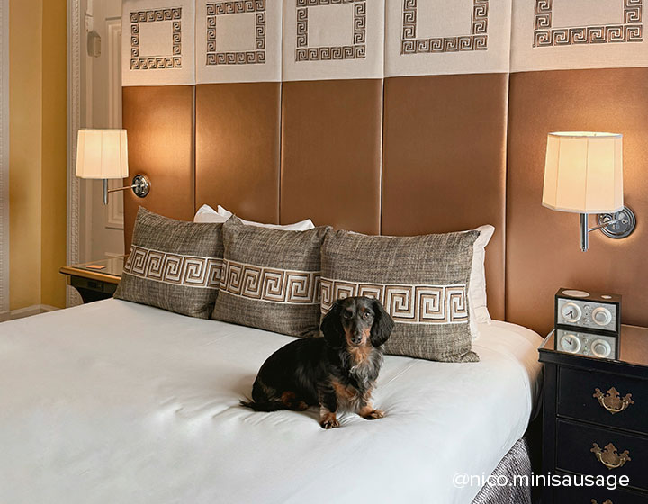 Hotel George guests snuggles with two dogs