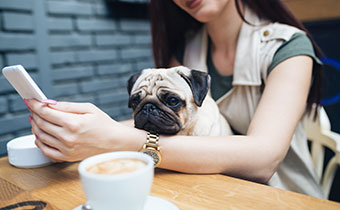 Dog having coffee with woman