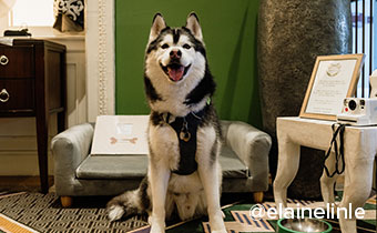 husky dog in hotel room