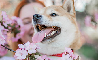 a woman holding a shiba inu dog