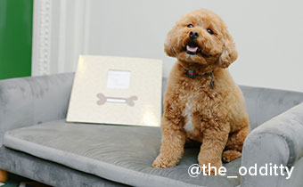 dog sitting on a couch